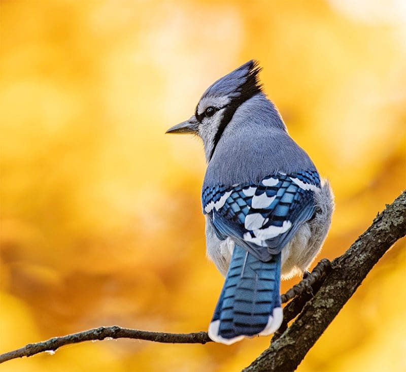 Blue Jay Bird Sitting on Branch