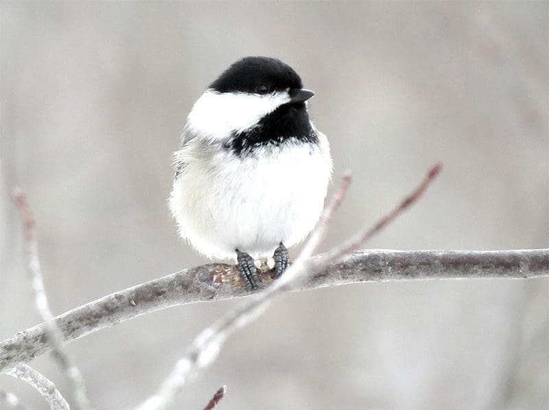 Chickadee Sitting on Branch in Winter