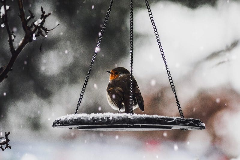 Robin Sitting on Feeder in Winter