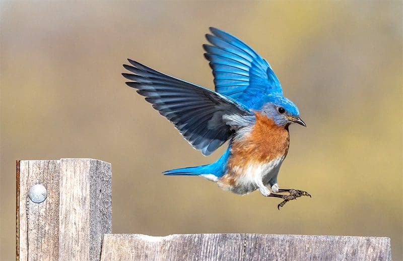 Blue Bird Landing