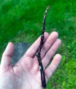 Crow Gift: A Moss Covered Stick