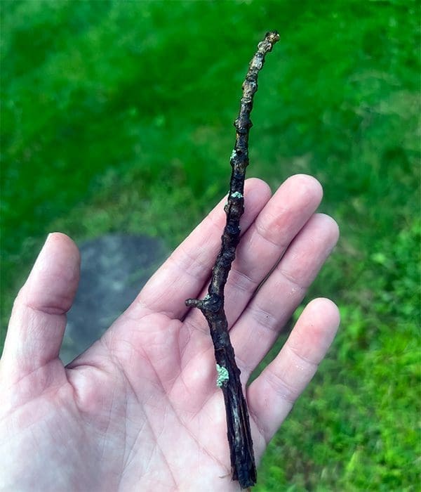 Crow Gift: A Moss Covered Stick