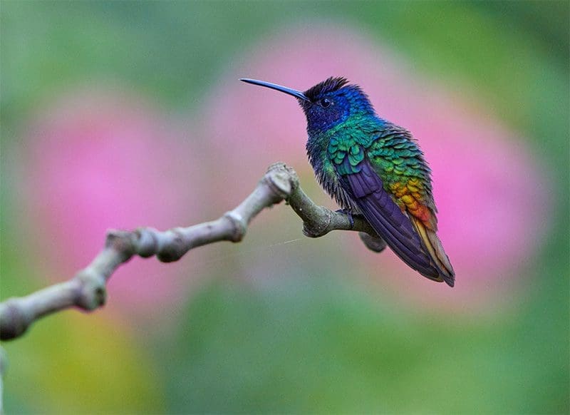 Hummingbird on Branch with Pink Flowers