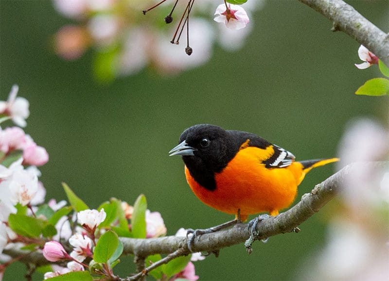 Oriole Looking for Oriole Bird Feeder