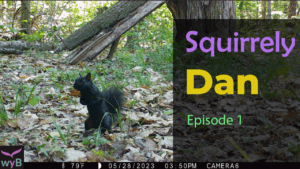 Squirrel Video Thumbnail