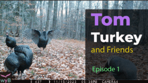 Wild Turkey Video