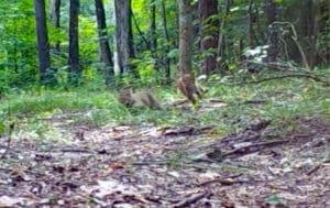 Baby Bobcats Playing