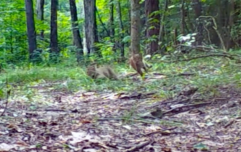 Baby Bobcats Playing