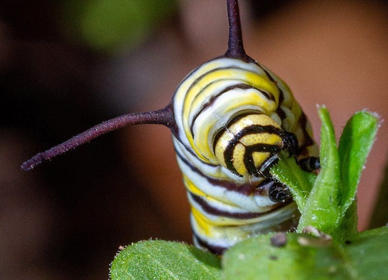 Caterpillar in Nature