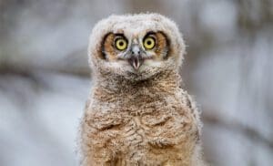 Short Funny Bird (Baby Owl)