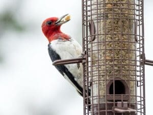 Woodpecker on Bird Feeder